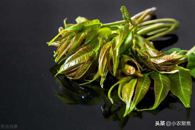 香椿体芽菜栽培技术，今天就告诉你详细技术！菜农看过来