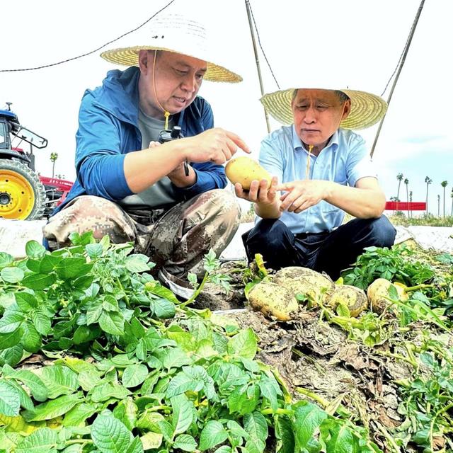 陈永红：退役军人回乡种植马铃薯 勇当乡村振兴排头兵