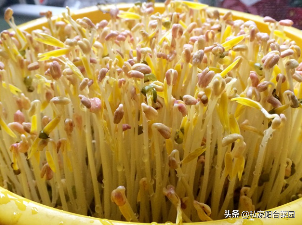 豆芽种阳台，秋天正合适，10天长一大盆