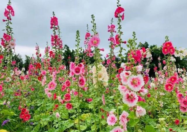 院子里散养6种花，不用管理，也能开出一片花海