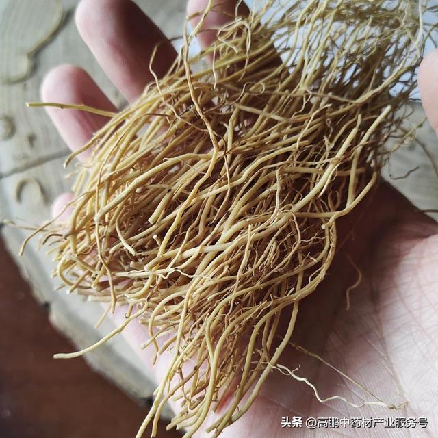 高鹏说药材：中药材种植选品种，适合自己的就是最好的