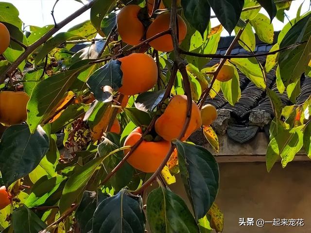 适合家门口种植的4种果树，皮实好养状态好，长出果子寓意好