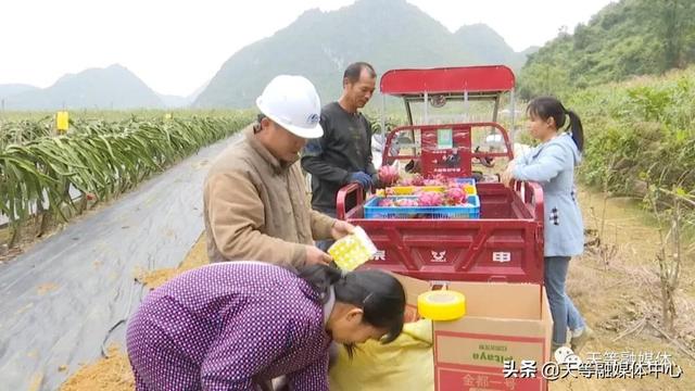 天等县卢岁：种植火龙果 让日子更红火