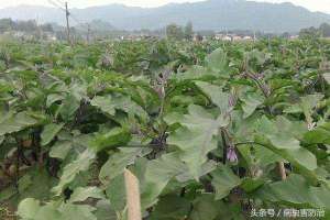 茄子种植过程(茄子高产高效栽培技术和管理注意事项，以及提高茄子成果率的技术)