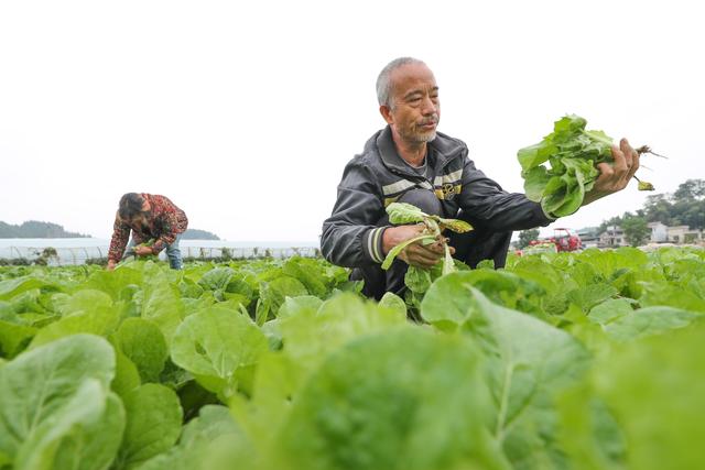 #（社会）寒露农事忙