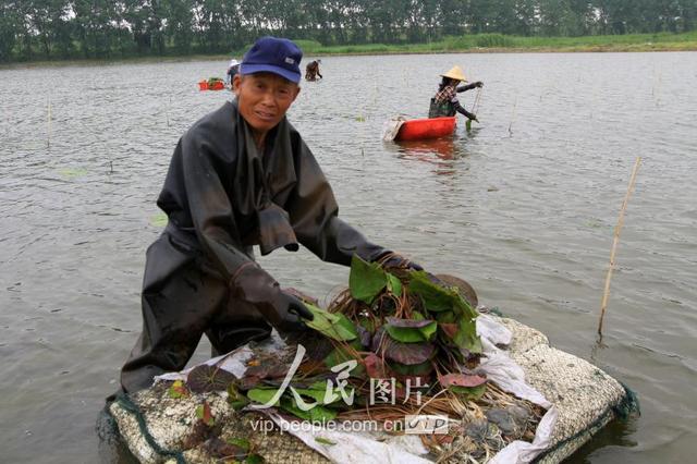 江苏洪泽：初夏时节芡实栽种忙