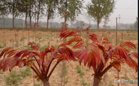 咬春蔬菜：香椿芽金贵卖到90块钱一斤，但露地栽培效益并不看好