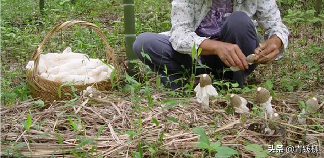 安徽太和红托竹荪高产栽培技术