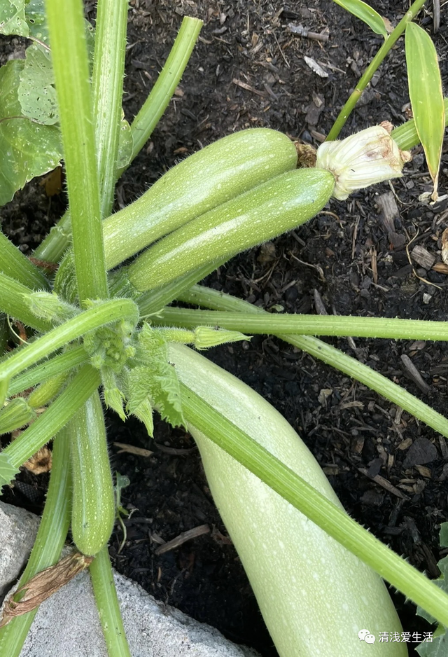 2月份家庭种菜可以播种育苗的21种蔬菜