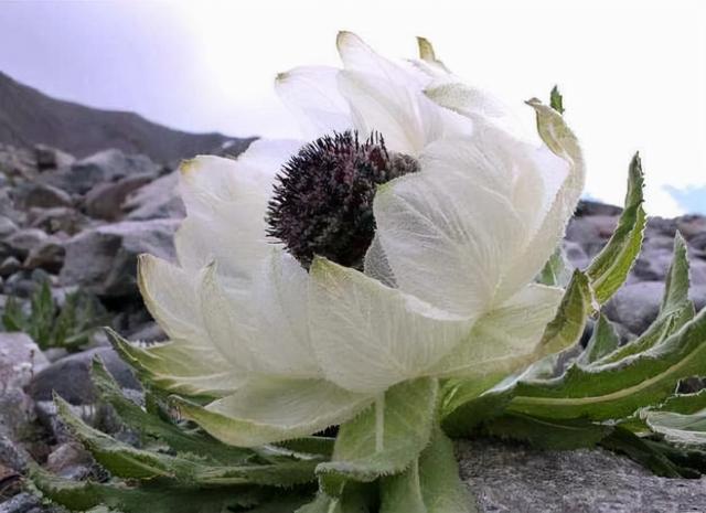 新疆的“天山雪莲”，长成1棵要8年，价值珍贵，1朵就要上千上万