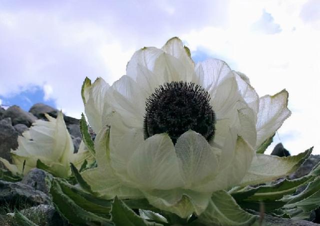 新疆的“天山雪莲”，长成1棵要8年，价值珍贵，1朵就要上千上万