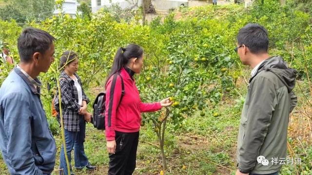 鹿鸣乡：柑橘种植技术培训，促进产业提质增效