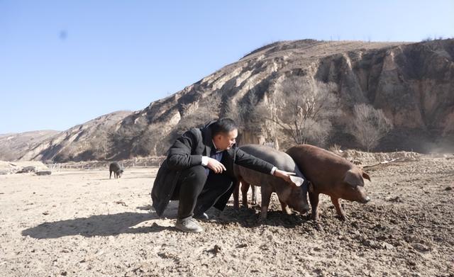 阿里乡村特派员在黄土高原：带日行两万步的黑猪进盒马，骨折后坚持工作
