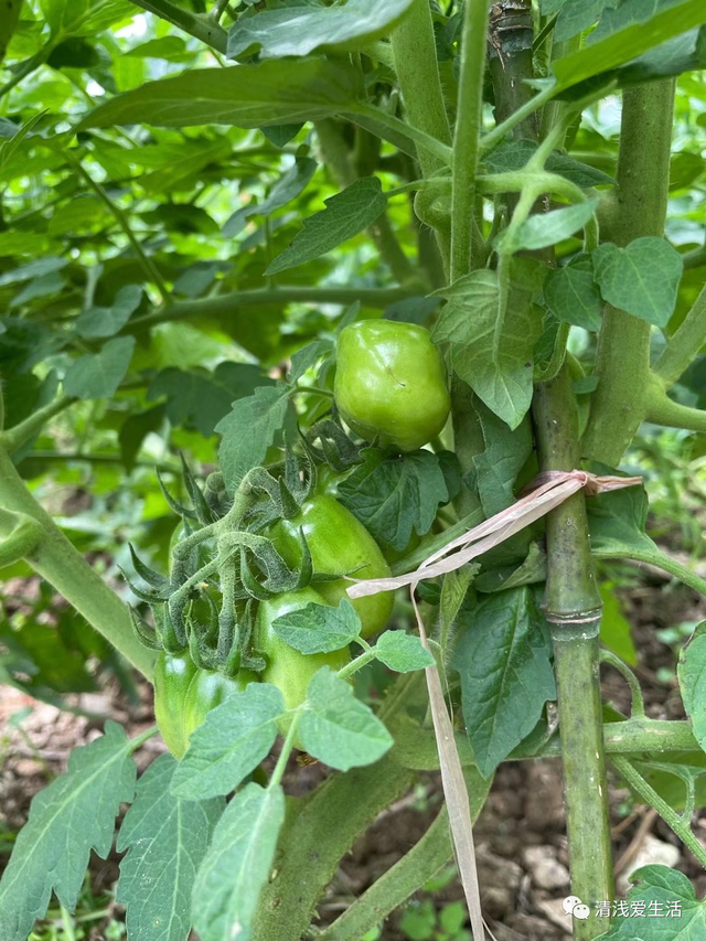 2月份家庭种菜可以播种育苗的21种蔬菜