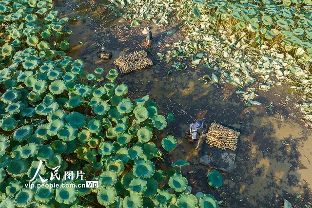 江西吉水：采挖莲藕 供应市场