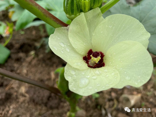 2月份家庭种菜可以播种育苗的21种蔬菜