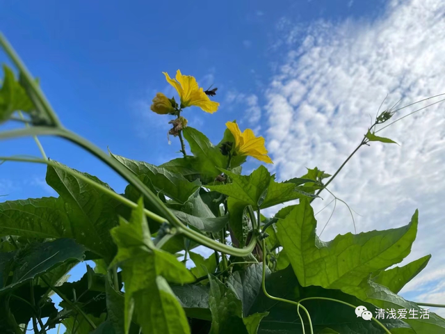 2月份家庭种菜可以播种育苗的21种蔬菜