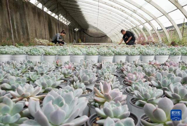 河北秦皇岛：特色观赏植物种植助农增收