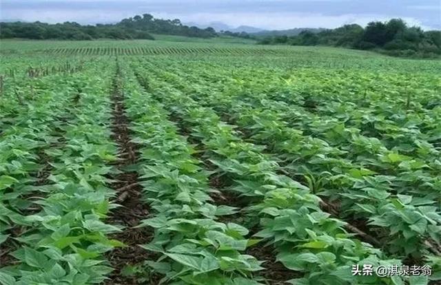 麦茬黑豆种植技巧