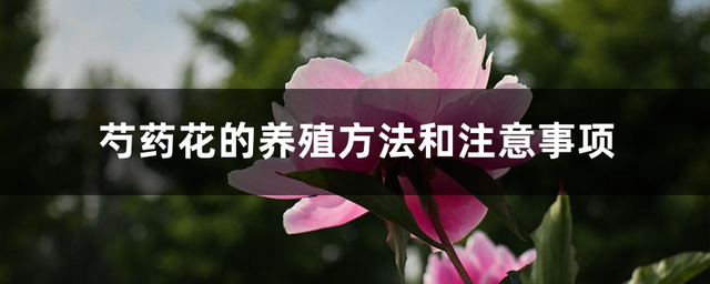 【养花知识营地】芍药花的养殖方法和注意事项