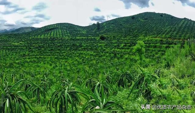 石旮旯里育出甜蜜果，贵州关岭火龙果——喀斯特地区的种植奇迹