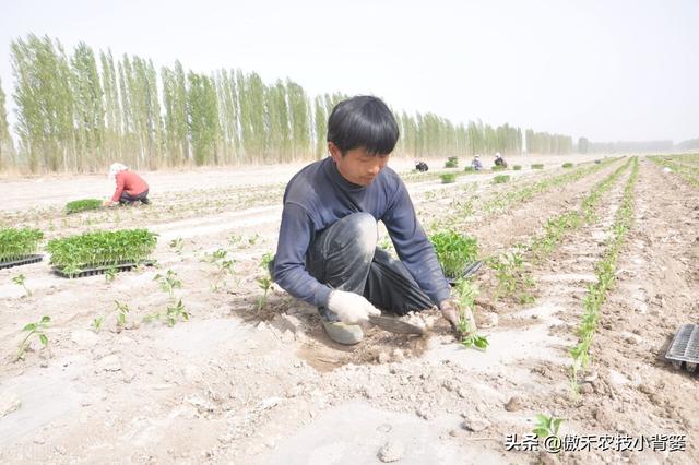 瓜果蔬菜移栽定植学会这6个管理技巧，早生根、缓苗快、成活率高