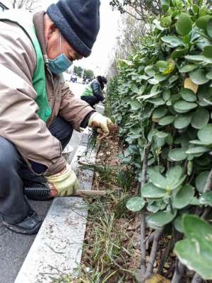 种植麦冬多少钱一平方(补植栽种麦冬 增加城区绿量)