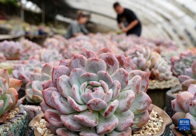 河北秦皇岛：特色观赏植物种植助农增收