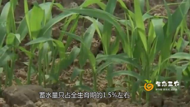 春播谷子高产种植技术，从选种、整地、管理、收割系列 视频同步