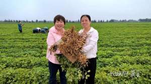 河北花生种植区域(河北省农林科学院：小花生结出致富“金豆豆”)