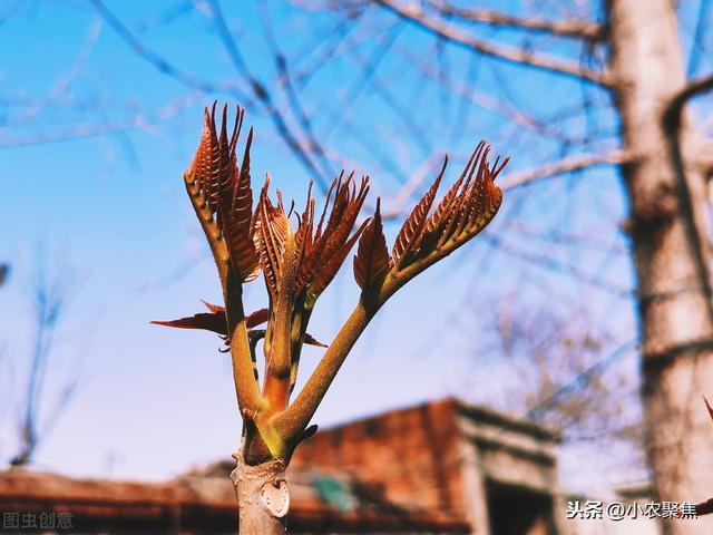 香椿体芽菜栽培技术，今天就告诉你详细技术！菜农看过来