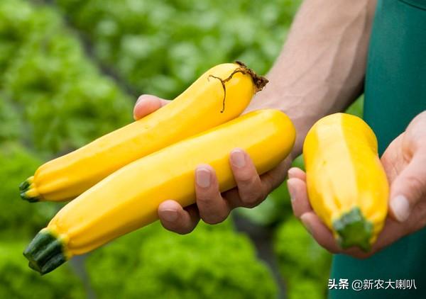 香蕉西葫芦有机无土栽培技术