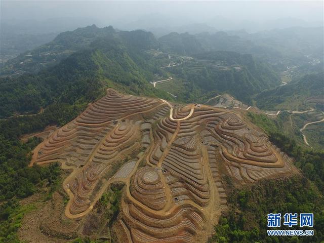 返乡创业 草药种植助农增收