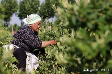 小暑来了，三伏天还会远吗？这几种降暑茶，伴您清凉度夏