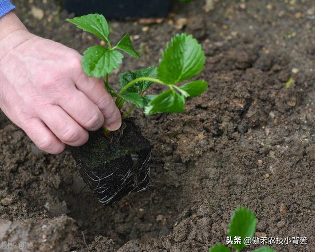 瓜果蔬菜移栽定植学会这6个管理技巧，早生根、缓苗快、成活率高