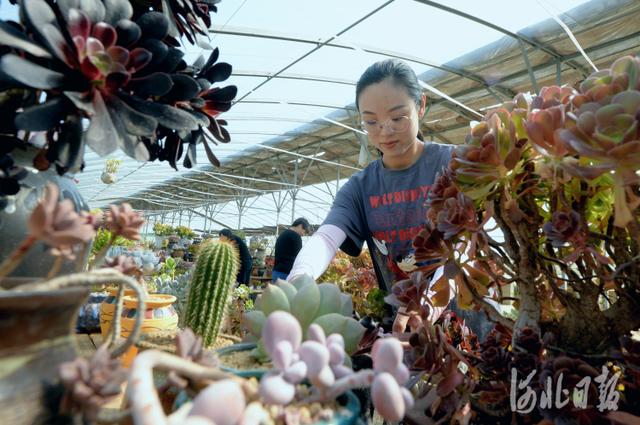 河北内丘：发展花卉种植 促进农民增收