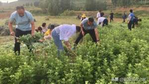 2017利润大的中药种植(种植100亩艾草，需要投资多少本钱，现实收益和理论收益差距大吗)