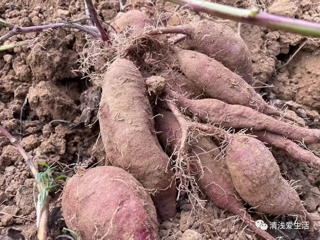 2月份家庭种菜可以播种育苗的21种蔬菜