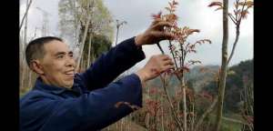 种植香春赚钱吗(香椿成了菜中“贵族”，四川种植户：2亩地每年能卖上万元)