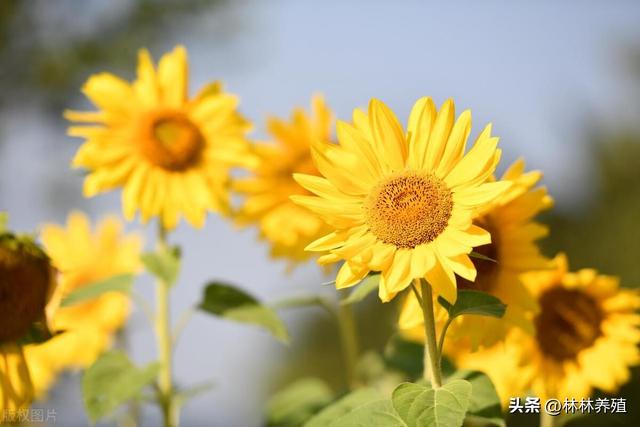 这几种花卉，种植简单，花开娇艳欲滴，新手也能轻松管理