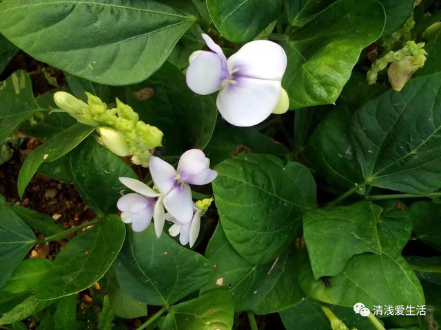 2月份家庭种菜可以播种育苗的21种蔬菜