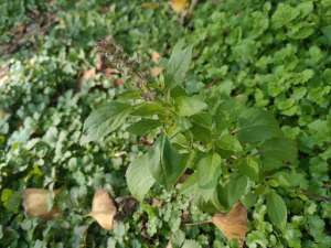 荆芥种植技术和种植时间(药、菜、料三用草，治疗感冒头疼等，是很有发展前途的辛香蔬菜)