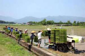 湖南水稻种植技术(让农民种田更轻松 湖南零陵创新“十代”模式种粮)