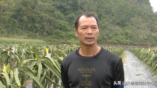 天等县卢岁：种植火龙果 让日子更红火