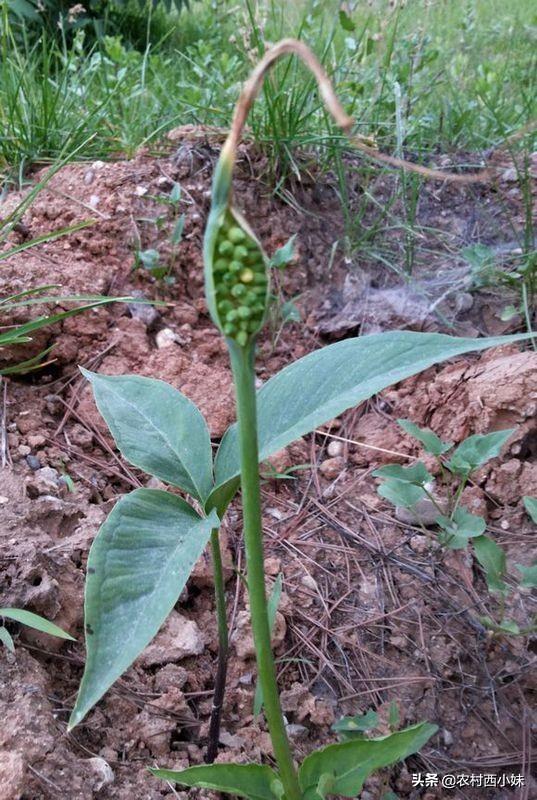 半夏要怎么种？半夏的种植技术