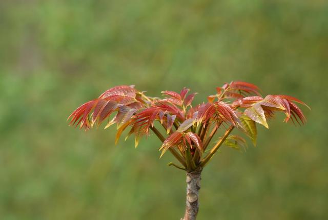 口感独特价值高，叶芽茎果皆宝贵：浅谈香椿种植技术