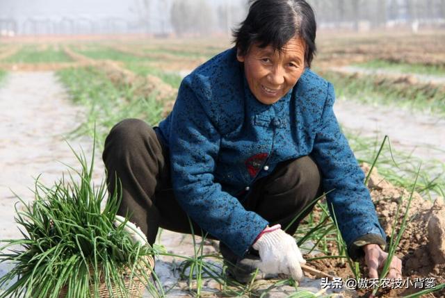 瓜果蔬菜移栽定植学会这6个管理技巧，早生根、缓苗快、成活率高