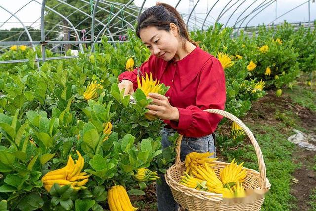 一种适合农村的高利润药材种植，销路广，种植10亩年稳赚20万！