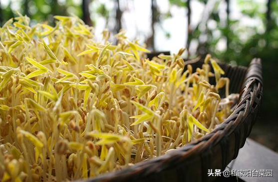 豆芽种阳台，秋天正合适，10天长一大盆