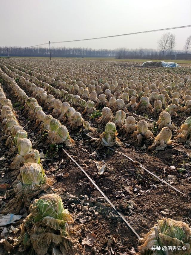 种植大户黯然离开，不具备3个潜质，还是不要轻易进入农业